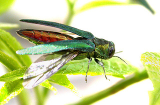 Adult emerald ash borer. 