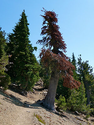 whitebark pine killed by mountain pine beetle