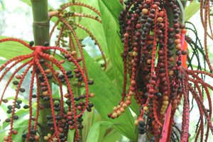 Palm seeds. 