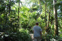 Olin Erickson walking through the palm forest. 