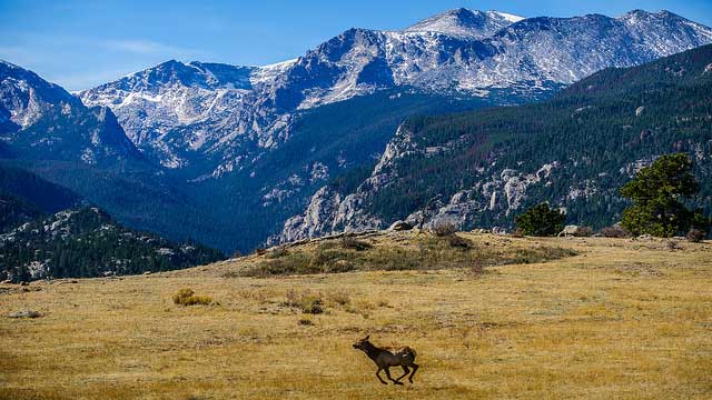 A young elk runs to join the rest of its herd in Rocky Mountain National Park