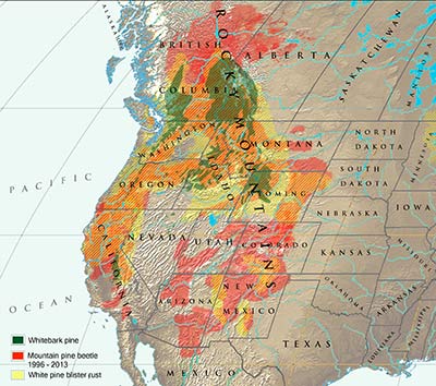 Map of whitebark pine, mountain pine beetle and blister rust