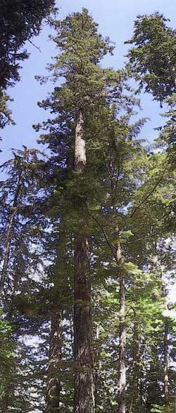 Douglas-Fir, the species threatened by root rot.