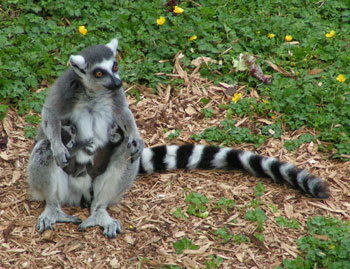 A lemur and her twin babies