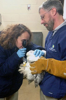 Snowy owl being treated at Smithsonian's National Zoo on January 30.