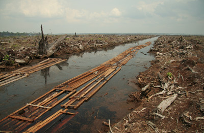 Deforestation from an Indonesian palm oil plantation