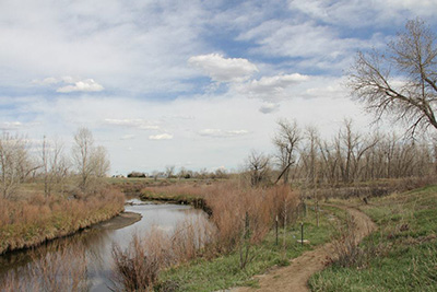 Cottonwoods planted by American Forests and The Park People line the stream at Bluff Lake Nature Center in Denver. 