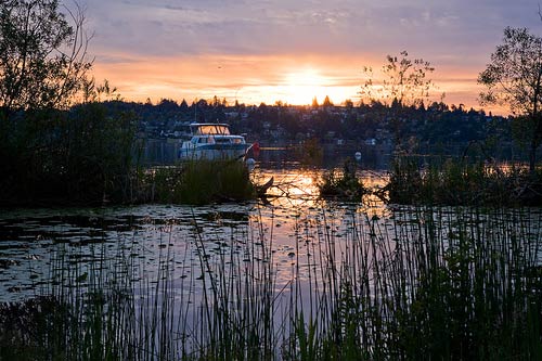 Wetlands in Washington Park Arboretum, Seattle