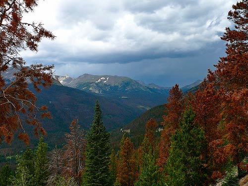 These brown trees in Rocky Mountain National Park are casualties of the mountain pine beetle epidemic