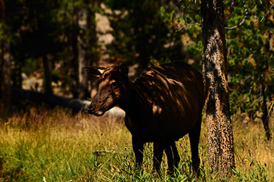 An elk takes shelter from the blistering heat in the shade at Yellowstone National Park