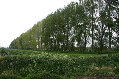 Windbreak trees at Methwold Common. Rows of trees, usually poplars, are common features on the Fens. They act as windbreaks, a type of "greening."