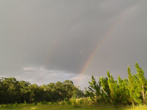 Double rainbow behind longleaf pines. 