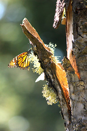 Monarchs alight on the trunk of a tree.