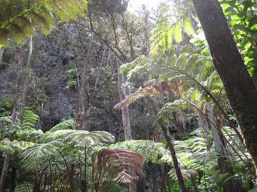 Many threatened Hawaiʻian plants can be found along the Kilauea Iki Crater Hike in Hawaiʻi Volcanoes National Park. Photo: Lindsay Joyce/Flickr