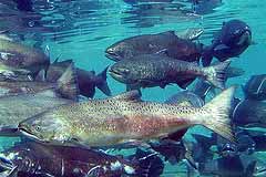 Freshwater fish like the salmon rely on tree biomass that falls into the water for sustenance. Photo: PNNL/Flickr