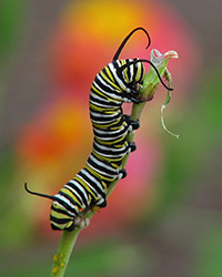 Monarch caterpillar on milkweed, their sole food source