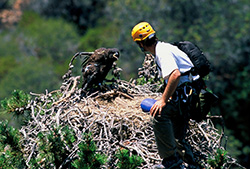 Bald eagles were restored to the Channel Islands in the early 2000s