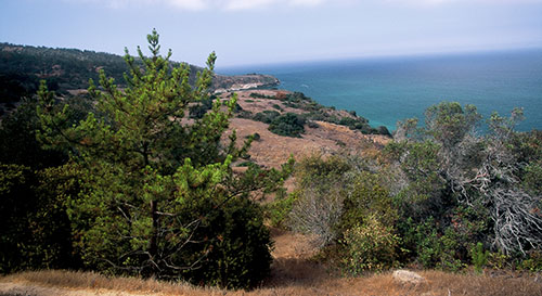 The bishop pine forest on Santa Cruz Island provides nesting opportunities to bald eagles. 