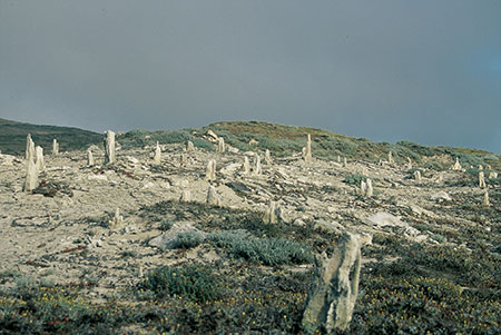 Caliche Forest, the petrified forest of San Miguel Island