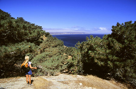 The Torrey pines of Santa Rosa Island are one of only two communities of Torrey pines in the world