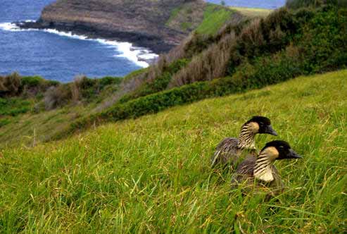 The Nene, the Hawaiʻian state bird, is one of the Island's critically endangered indigenous species.  Photo: U.S. Fish and Wildlife Service 