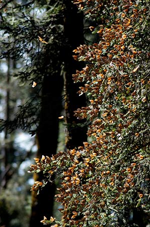Monarchs clustering on fir trees