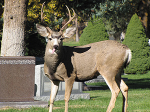 Salt Lake City Cemetery is home to deer, foxes, owls and other wildlife