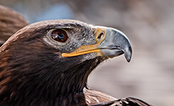 The non-native golden eagle hunted the island fox population to near extinction in the 1990s.