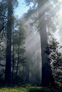 California's redwoods are increasingly threatened by poacher activity in state and national parks. Photo: National Parks Service
