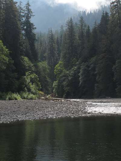 Riparian forests help improve water quality, mitigate erosion and provide wildlife habitat.