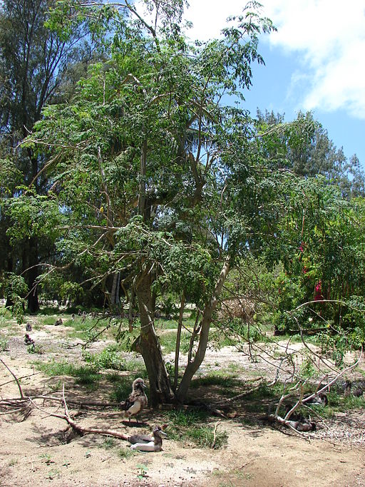 American Forests planted moringa trees in a 2011 Global ReLeaf project in Ghana.
