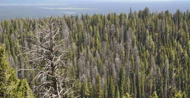 Forests across the country and world are succumbing to a range of threats, from drought and wildfire to pests and diseases, all of which are exacerbated by climate change.