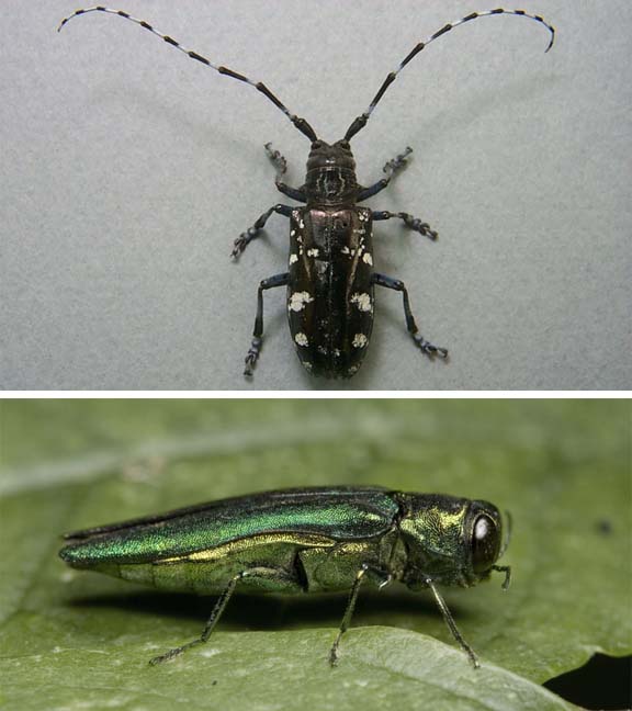 The Asian longhorned beetle (above) and the emerald ash borer are wreaking havoc on American forests.