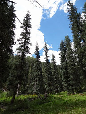 How large does the blue spruce grow? - American Forests