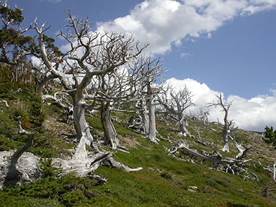 Ghost forest of whitebark pine “skeletons.”