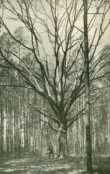 1945 wolf tree