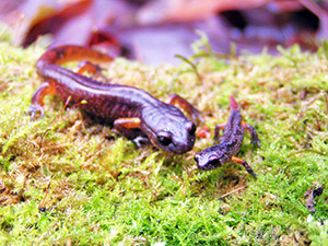 Ensatina adult and hatchling