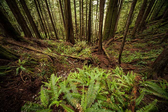 Untouched old growth forests like the Avatar Grove in Port Renfrew, British Columbia, are where the northern spotted owl thrives.