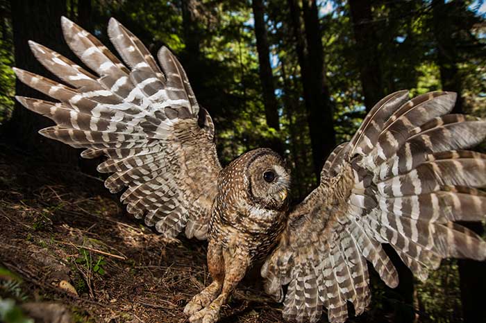 A northern spotted owl in the Western Cascades new Seattle