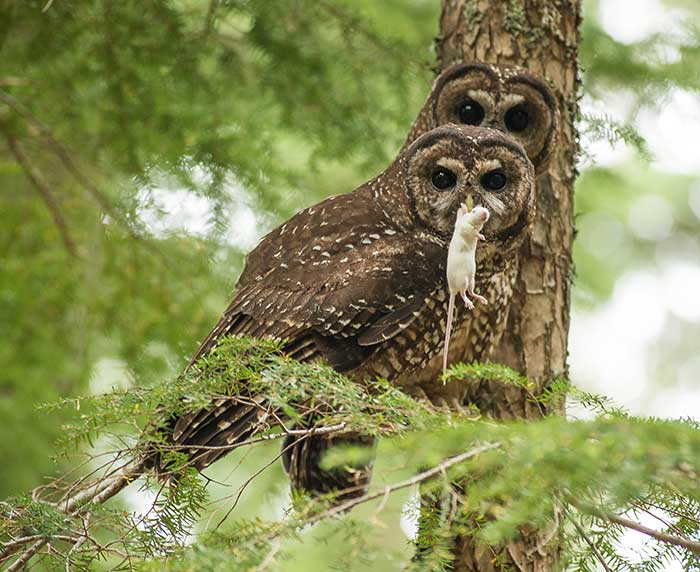 Northern spotted owl with mouse