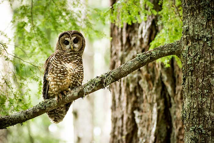 Northern spotted owl in HJ Andrews Experimental Forest in Oregon