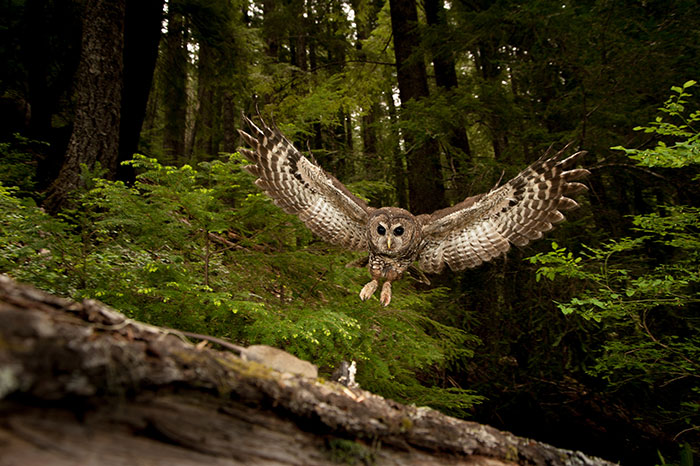 A northern spotted owl catches a mouse to take to its nest.