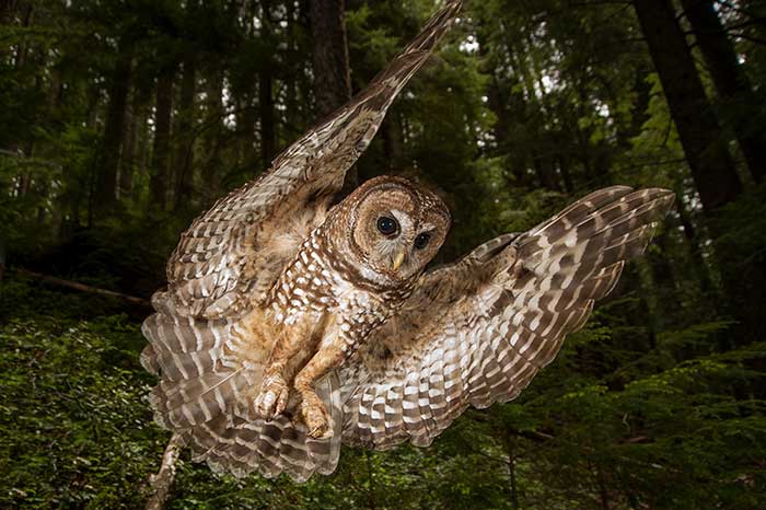 Northern spotted owl in HJ Andrews Experimental Forest in Oregon
