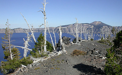 Ghost trees — “skeletons” of whitebark pine