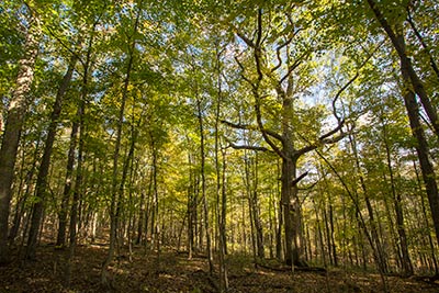 Kentucky chinkapin oak wolf tree