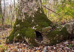 Wound in chinkapin oak wolf tree