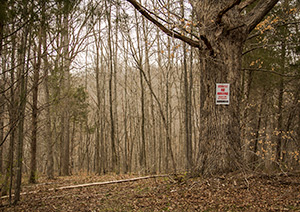 Many animals use the symbolic strength of a forest's largest tree to post messages