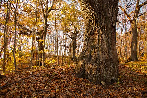 Vermont wolf trees