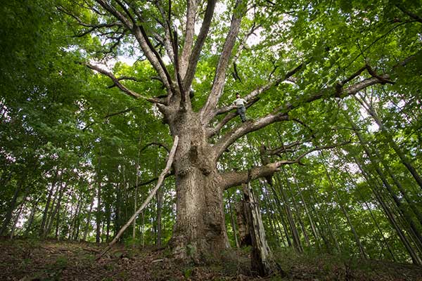 Author Michael Gaige explores a Vermont white oak that predates the American Revolution