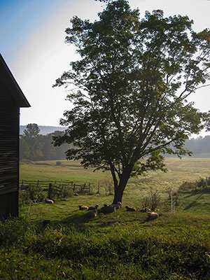 Sheep find shelter in the shade of a young pasture tree.